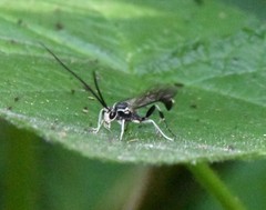 Cratichneumon sublatus