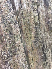 Hypocenomyce scalaris