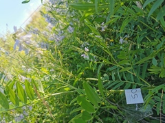 Galega officinalis