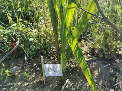 Crocosmia masoniorum × paniculata
