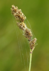 Carex cusickii