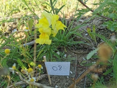 Antirrhinum majus