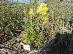 Antirrhinum majus