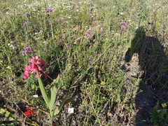 Verbena bonariensis