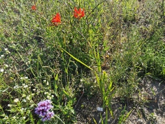Crocosmia masoniorum × paniculata