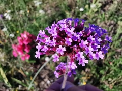 Verbena bonariensis