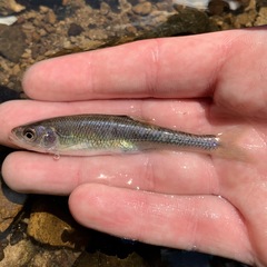 Lythrurus fasciolaris