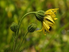Kyhosia bolanderi