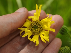Kyhosia bolanderi