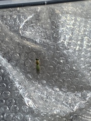 Ptecticus trivittatus