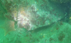 Oxylebius pictus