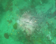 Oxylebius pictus