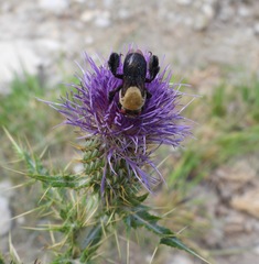 Centris caesalpiniae