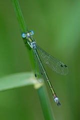 Lestes dryas
