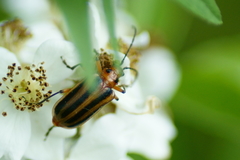 Brachysomida nigripennis