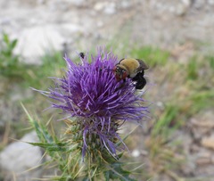 Centris caesalpiniae