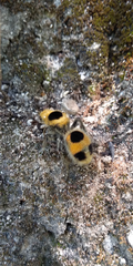 Dasymutilla cressoni