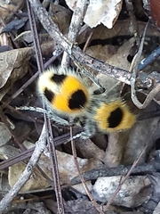 Dasymutilla cressoni