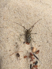 Monochamus marmorator