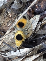 Dasymutilla cressoni