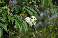 Sambucus peruviana