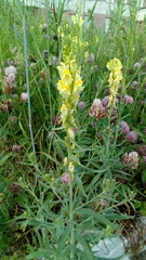Linaria vulgaris