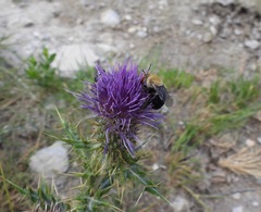 Centris caesalpiniae