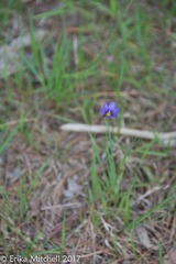 Sisyrinchium mucronatum