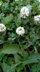 Trifolium repens