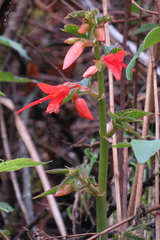 Begonia boliviensis