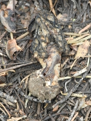 Morchella snyderi
