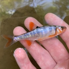 Lythrurus fasciolaris