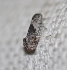 Eupselia carpocapsella