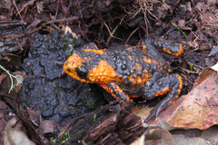 Melanophryniscus rubriventris