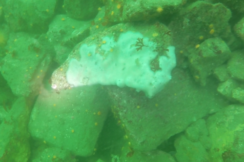 Cystodytes lobatus