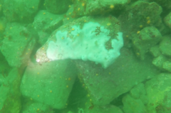 Cystodytes lobatus