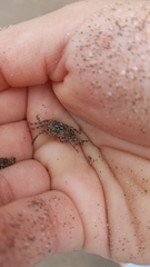 Ocypode gaudichaudii