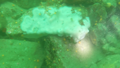 Cystodytes lobatus