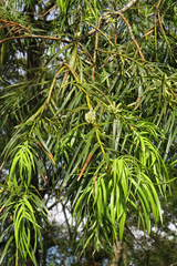 Podocarpus parlatorei