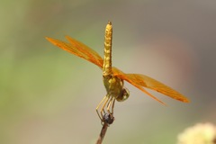 Perithemis intensa