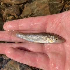 Fundulus catenatus