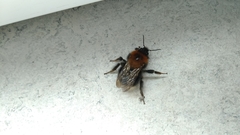 Bombus