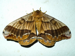 Arsenura polyodonta