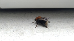 Bombus