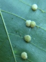 Caryomyia antennata