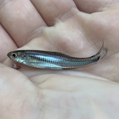 Notropis leuciodus