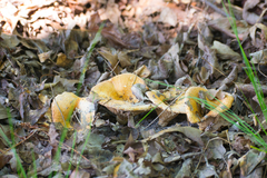 Lactarius yazooensis