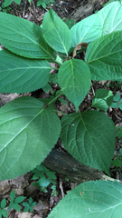 Collinsonia canadensis