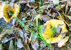 Lactarius yazooensis