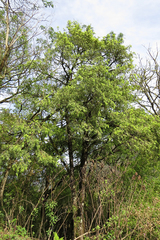 Podocarpus parlatorei